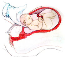 EXTRACCIÓN FETAL Y PLACENTARIA